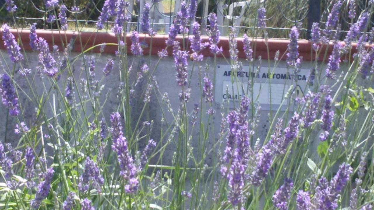 Amor Di Lavanda Чинголи Стая снимка